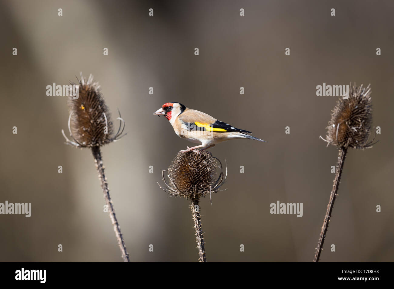 Goldfinch perched on a teasel Stock Photo