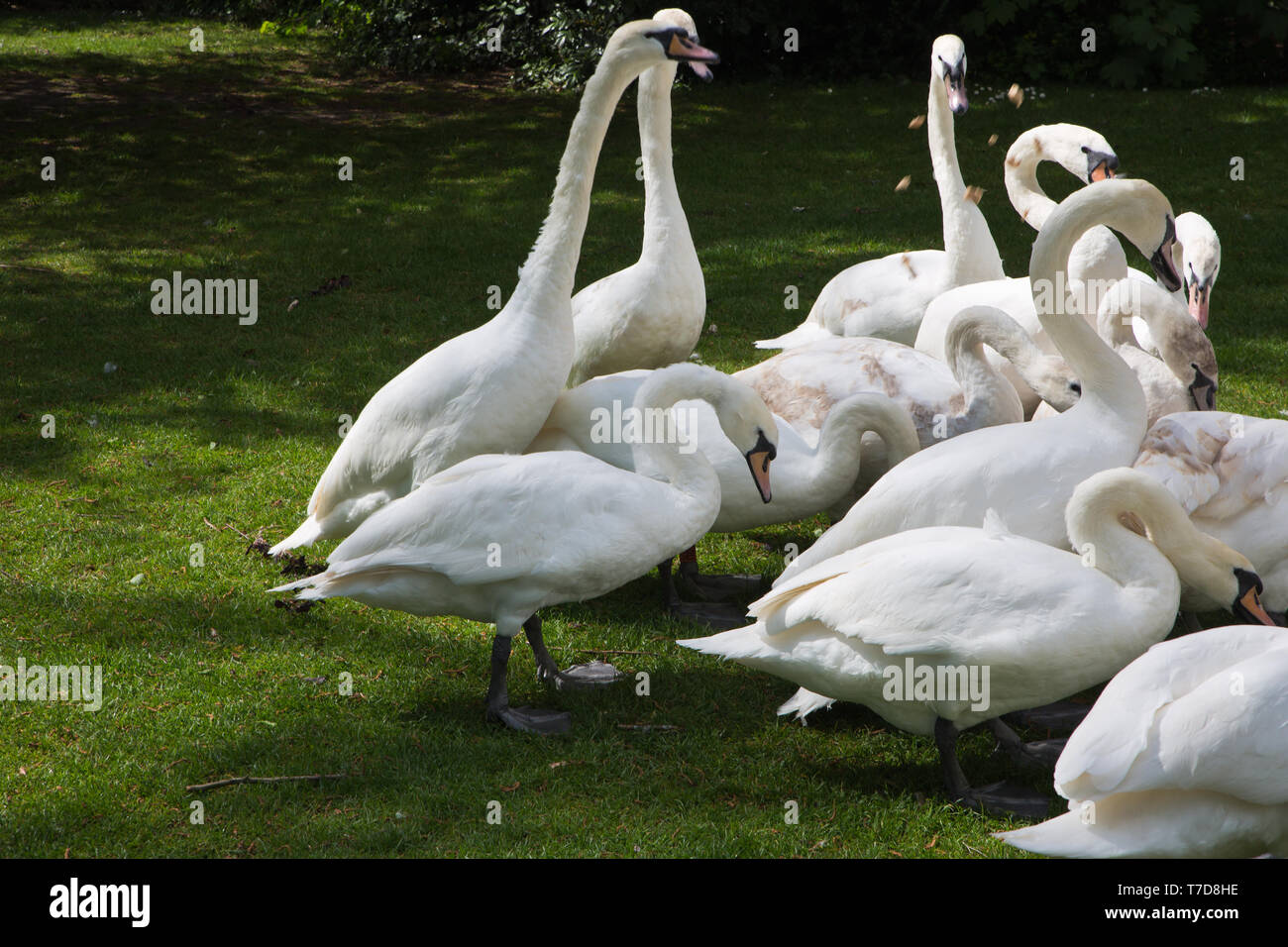 Swans Stratford upon Avon Stock Photo