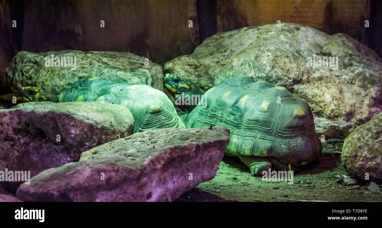 two red footed tortoises in closeup, tropical land turtles from America ...