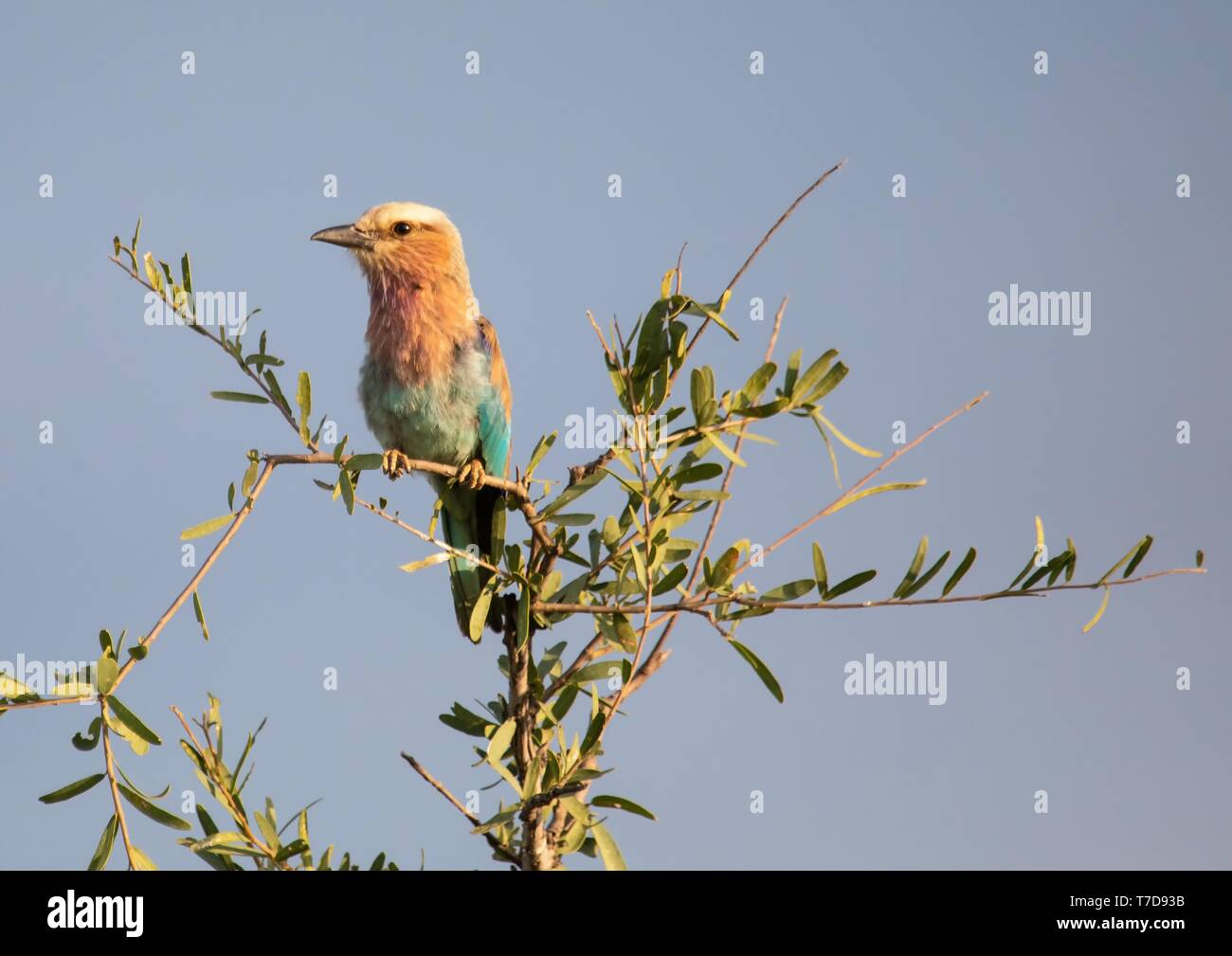 Lilac-breasted roller at the Nxai Pan Nationalpark in Botswana Stock Photo