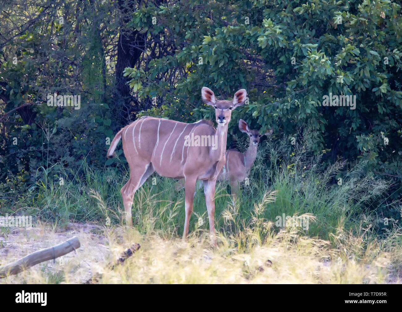 Kudu females at the Nxai Pan Nationalpark in Botswana Stock Photo