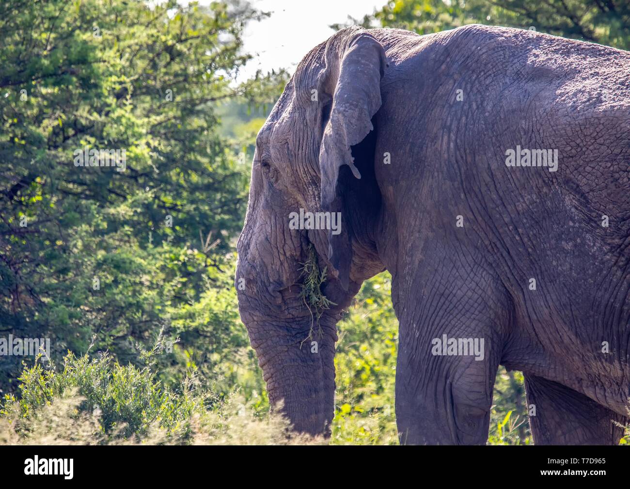 African Elephant at the Nxai Pan Nationalpark in Botswana Stock Photo