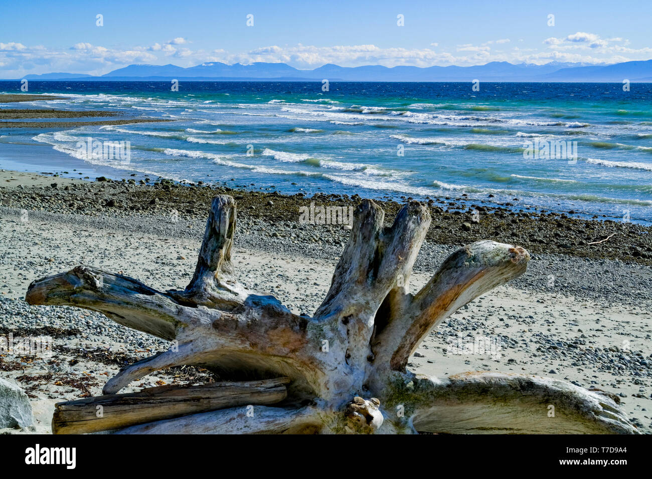 Driftwood roots on beach, Sechelt, Sunshine Coast, ,British Columbia, Canada Stock Photo