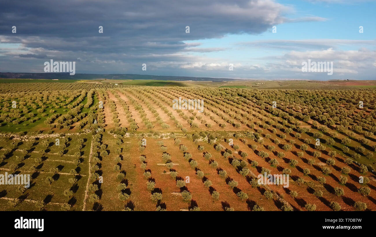 olive fields in Morocco in aerial view Stock Photo - Alamy