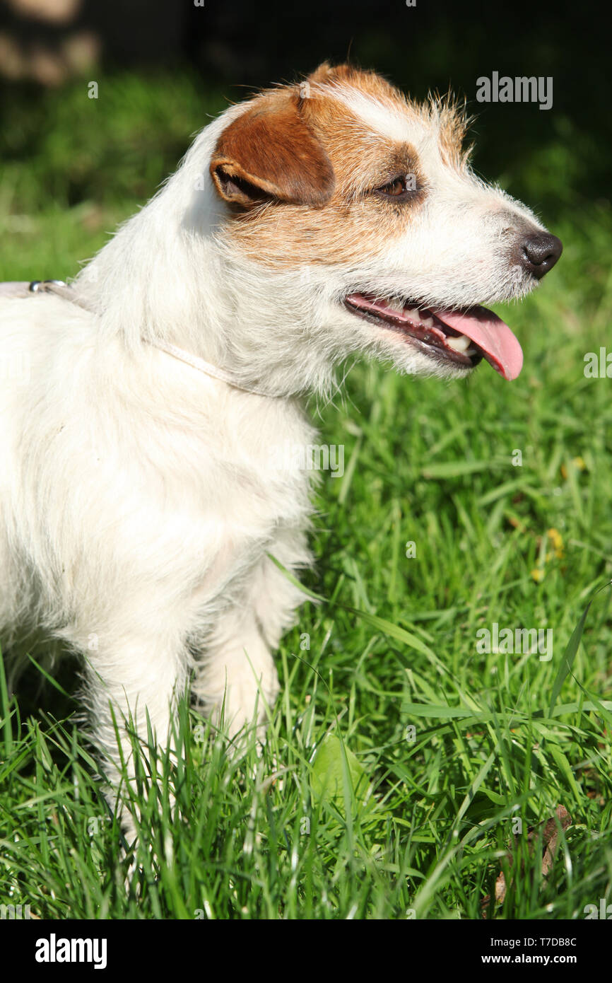 Jack russel terier hi-res stock photography and images - Alamy