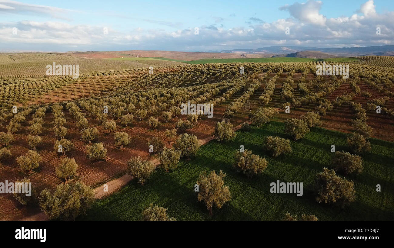 olive fields in Morocco in aerial view Stock Photo - Alamy