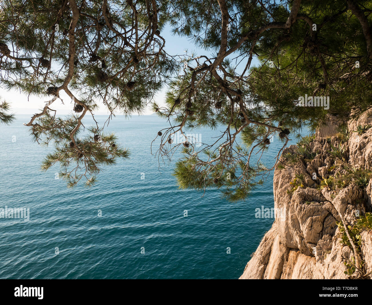 Scenic pine tree and rocky coastline with blue sea background in ...