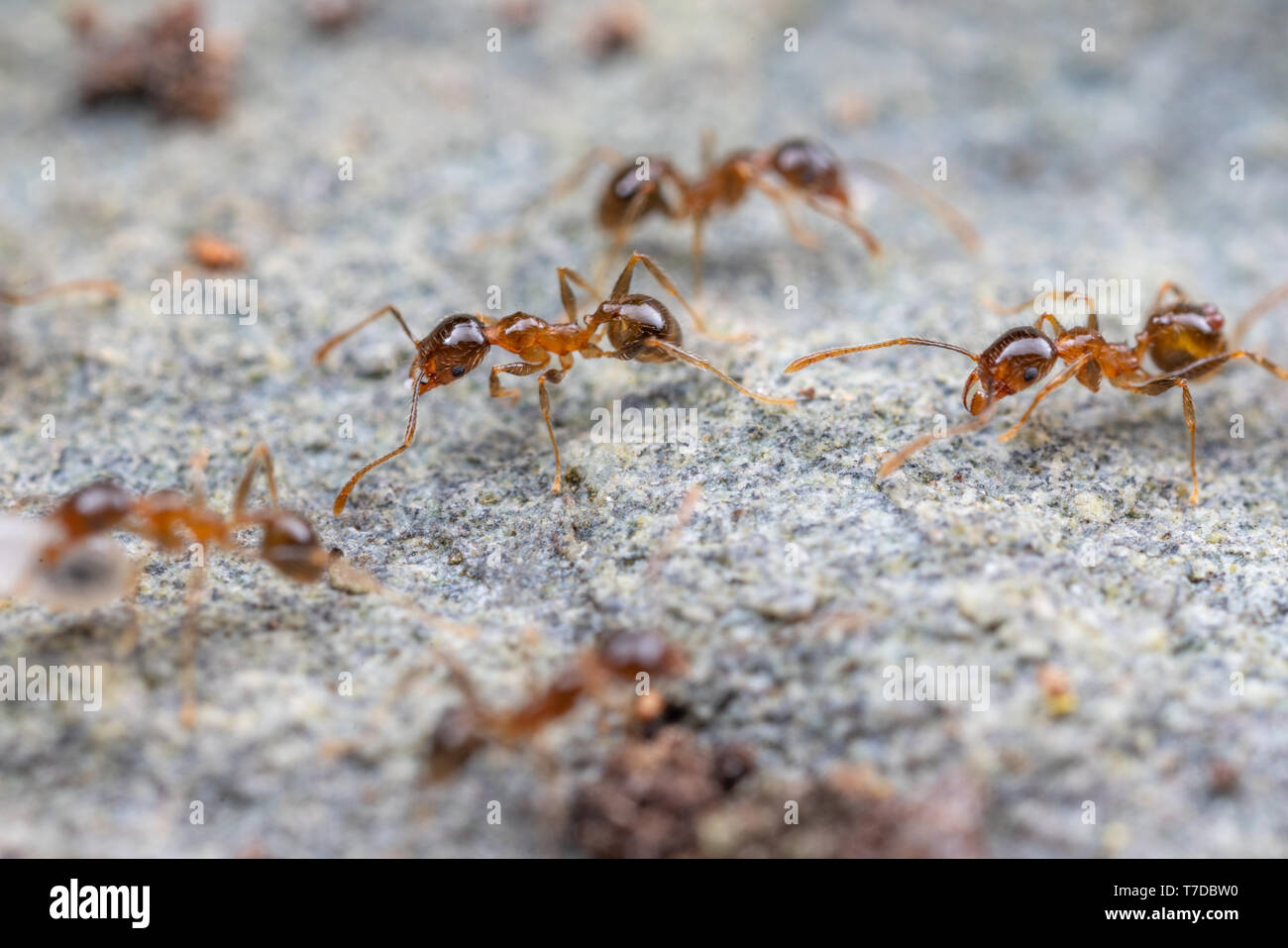 Pheidole Megacephala Coastal Brown Big Headed Ants Foraging On A Rock A Common Invasive Pest Species Stock Photo Alamy