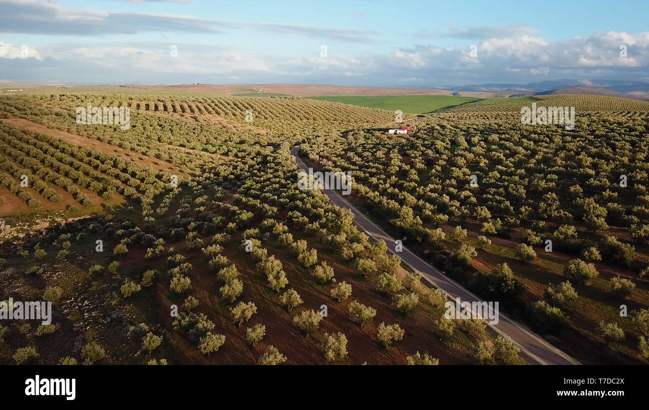 olive fields in Morocco in aerial view Stock Photo - Alamy