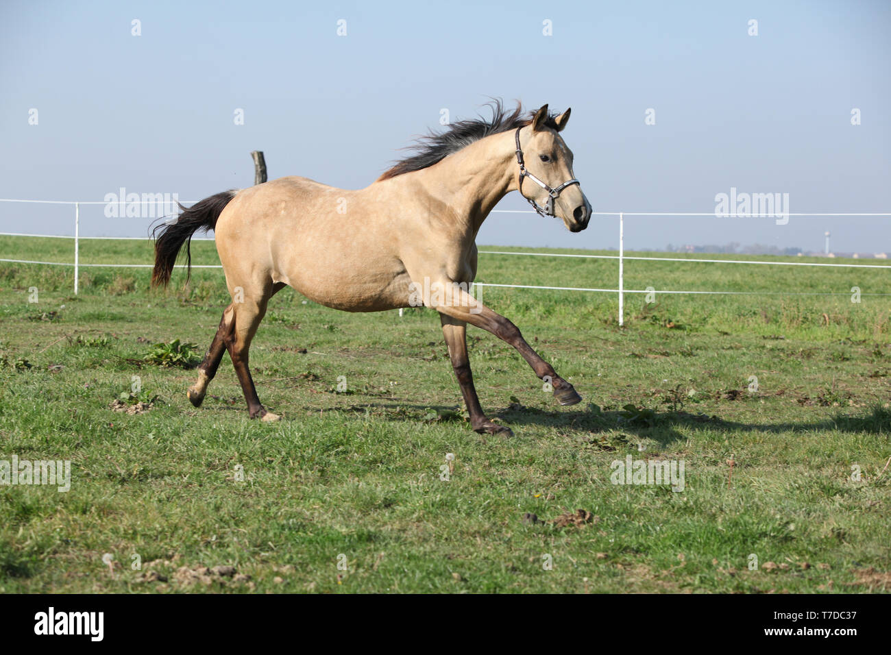 palomino stallion of quarterhorse breed. 909996 Stock Photo at Vecteezy