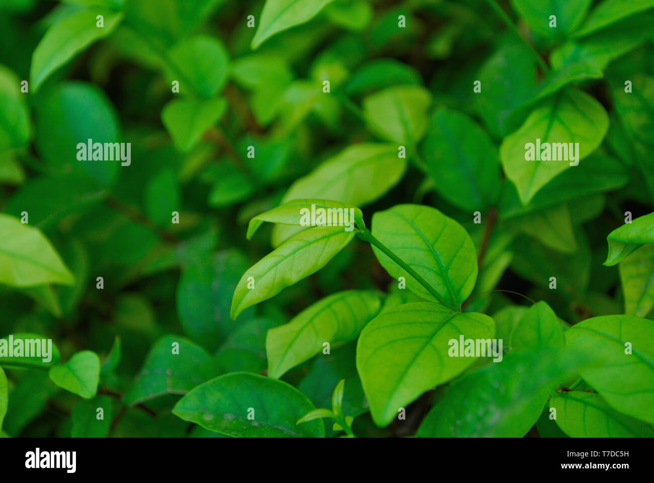 The green leaves of the Wrightia genus Stock Photo