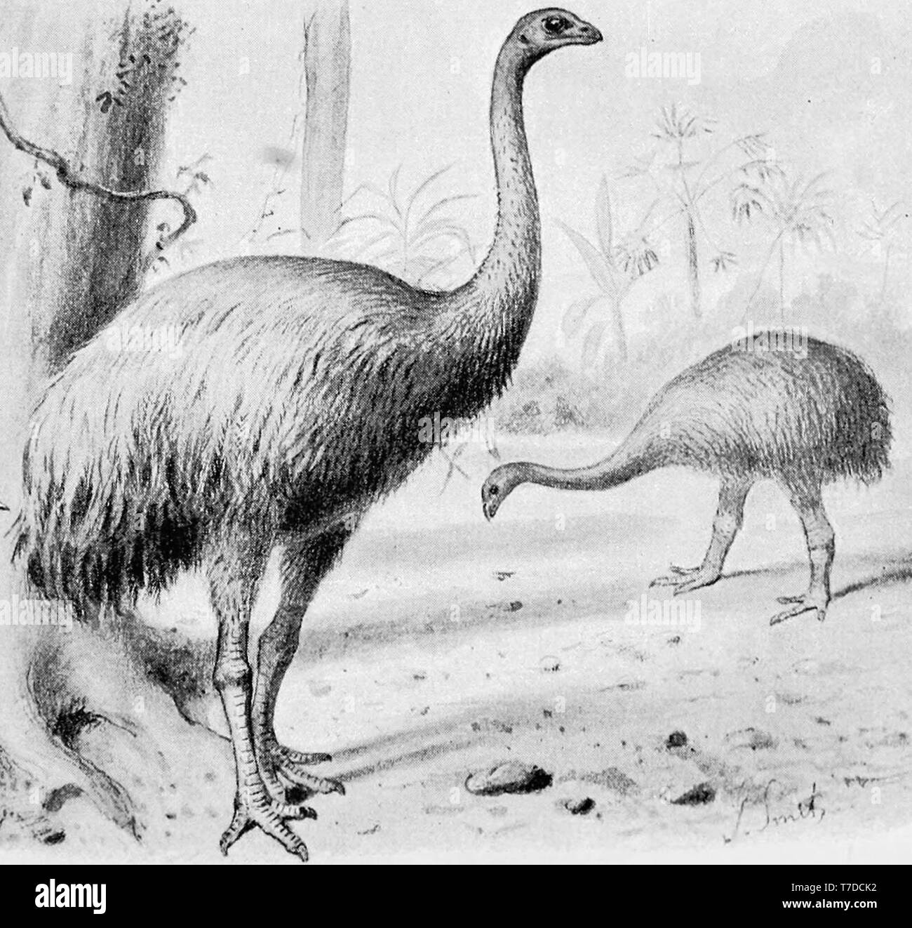 Dinornis Elephantopus High Resolution Stock Photography and Images - Alamy