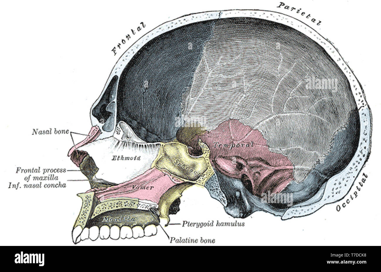 Sagittal Section High Resolution Stock Photography And Images Alamy