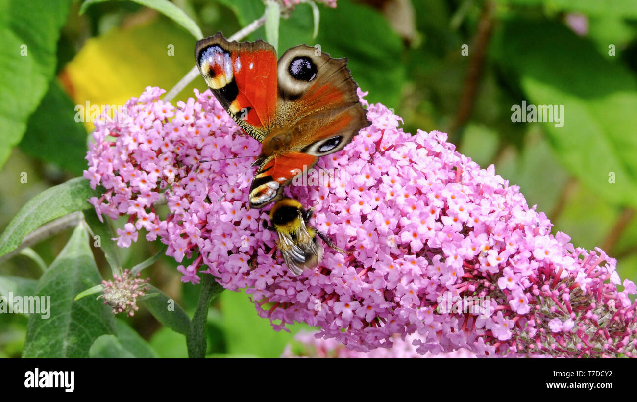 A Peacock Butterfly And A Bee Feeding On Nectar On A Buddleia