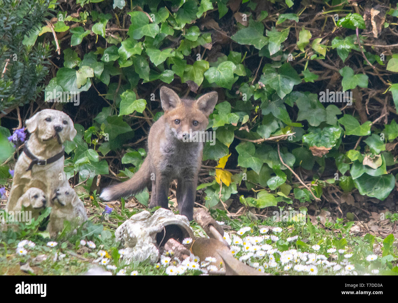 Fox cute hi-res stock photography and images - Alamy