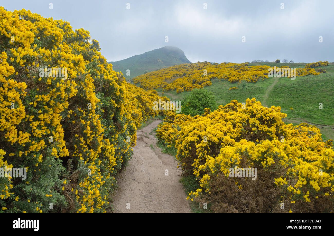 Hiking trails at Holyrood Park, Edinburgh leading up to Arthurs Seat Stock Photo