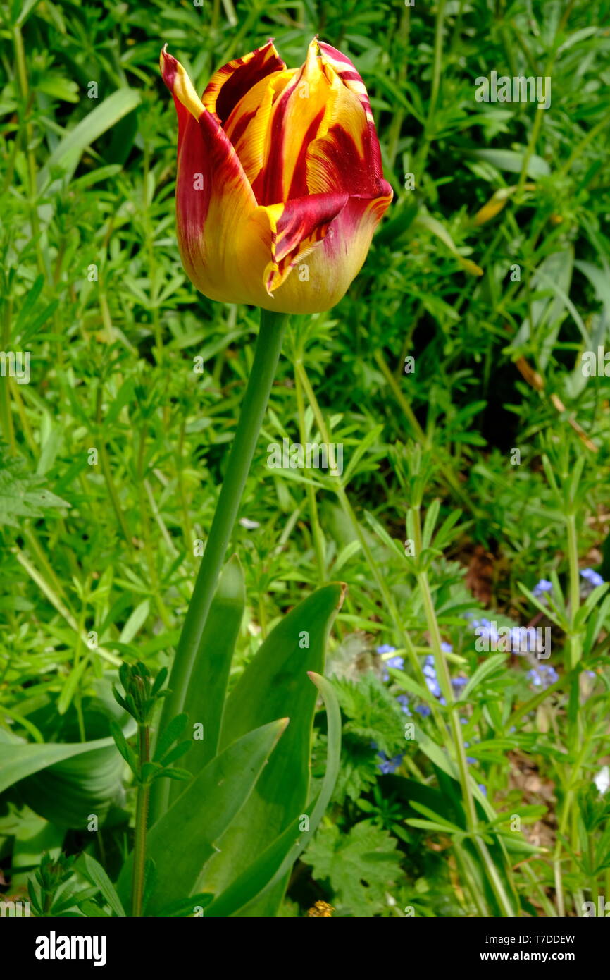 Yellow and purple tulip Stock Photo