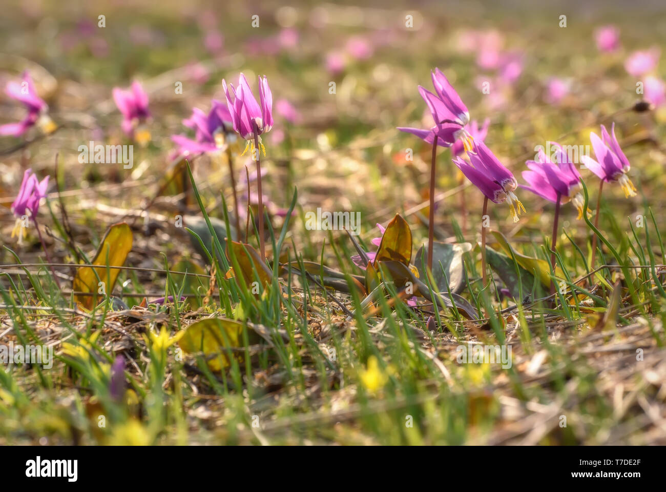 Amazing floral background with first spring pink wildflowers of Erythronium sibiricum in a meadow close up Stock Photo