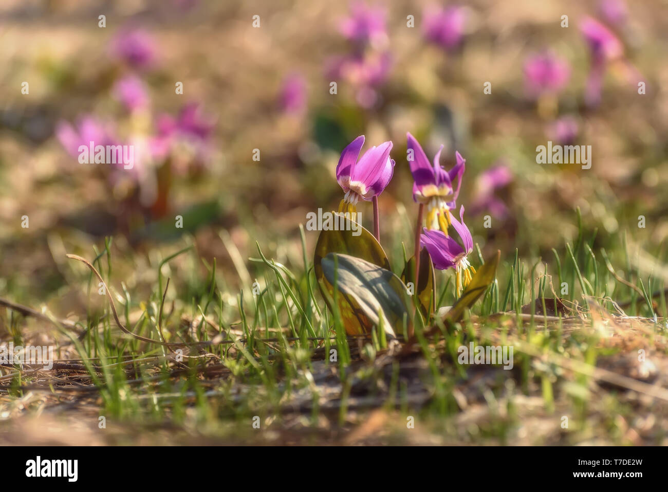 Amazing floral background with first spring pink wildflowers of Erythronium sibiricum in a meadow close up Stock Photo