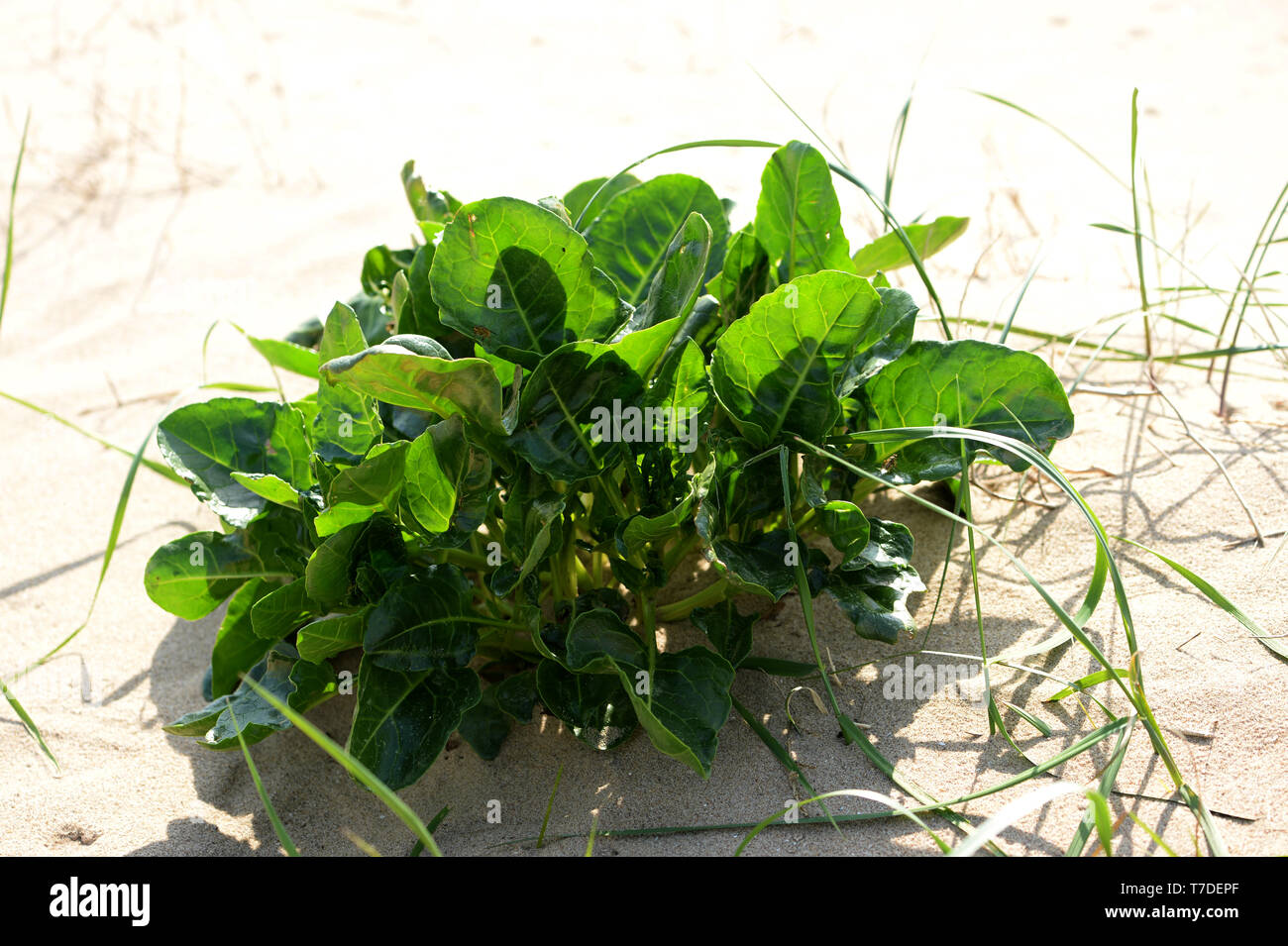 Sea Beet growing on sand dune- the ancestor of cultivated modern varieties such as beetroot and sugar beet. Stock Photo