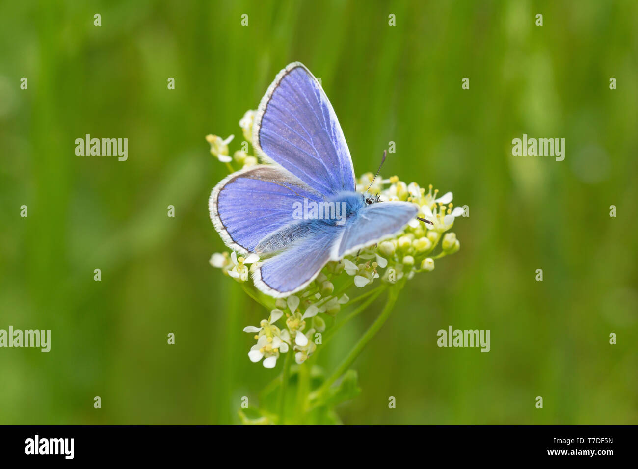 blue butterfly on white flower in green grass Stock Photo