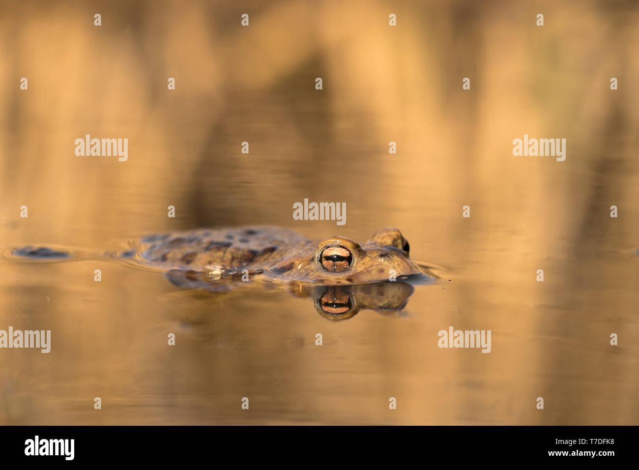 The Common toad Bufo bufo in Czech Republic Stock Photo