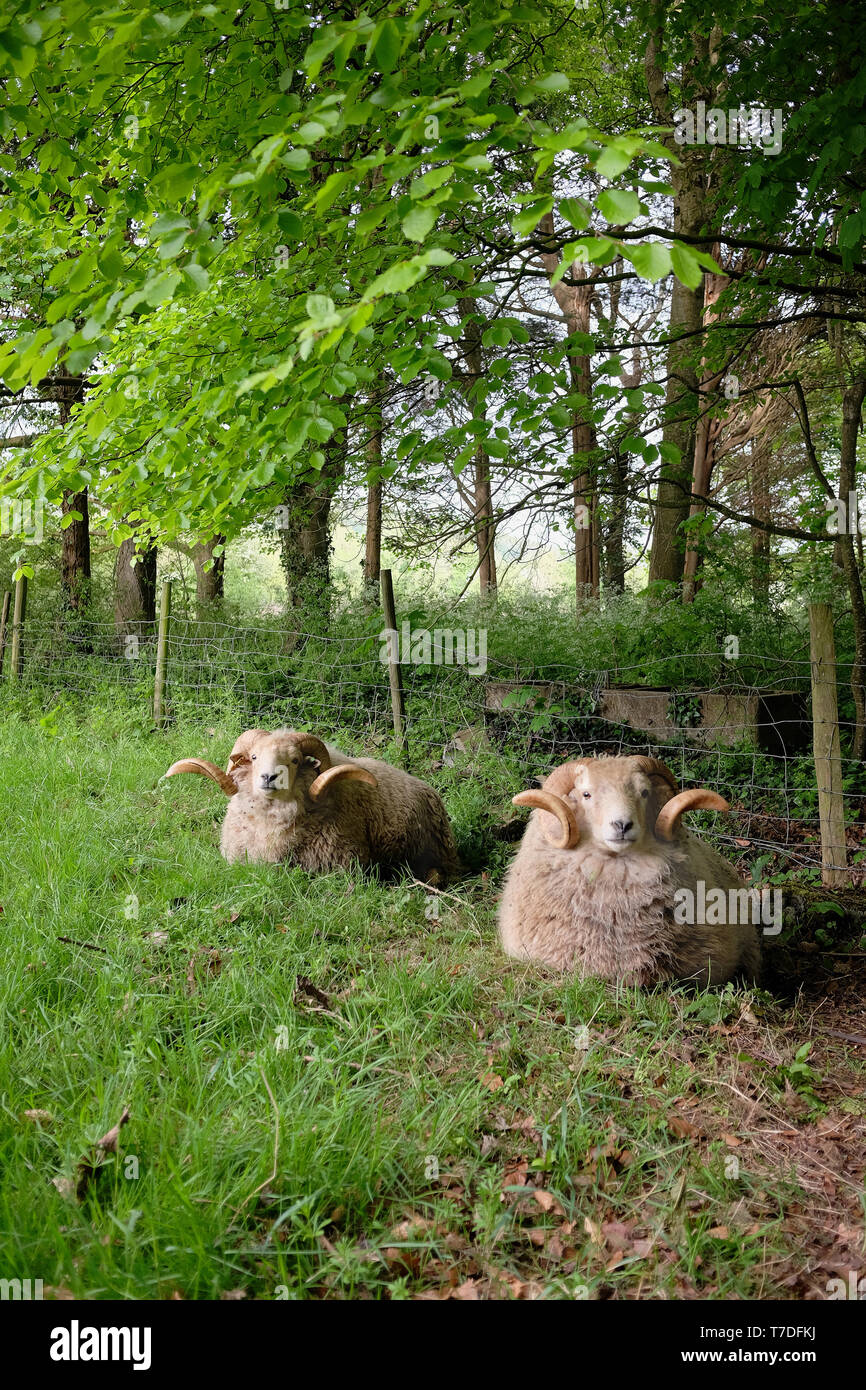 May 2019 - Long horned Dorset ram sheep in Rural Somerset field Stock Photo