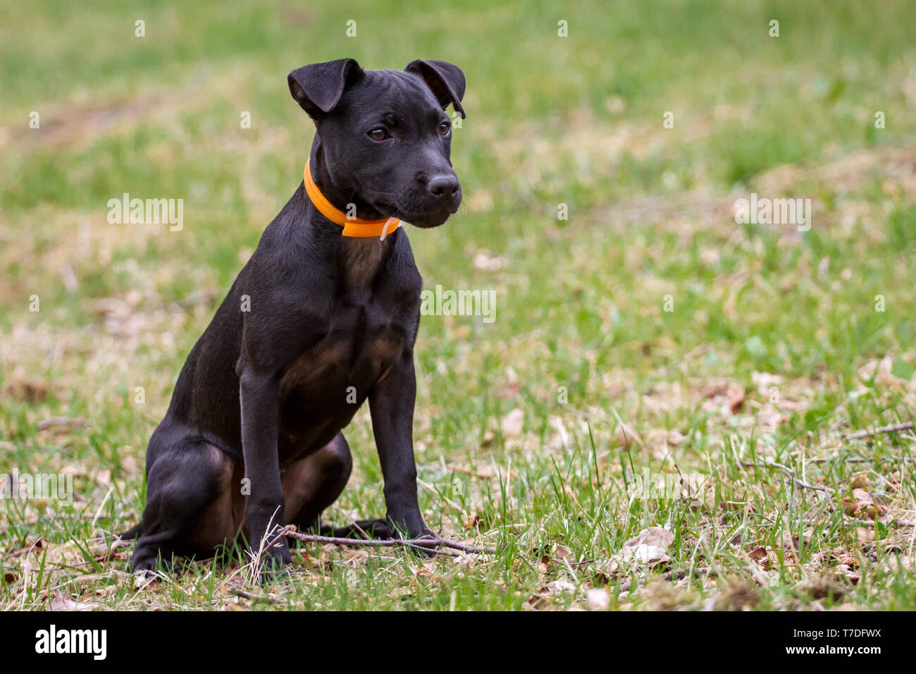 Patterdale Terrier puppy sitting on a meadow Stock Photo - Alamy