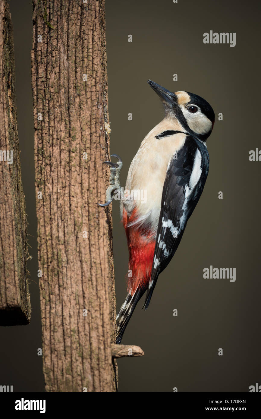 Great spotted woodpecker perched on an old fence post Stock Photo