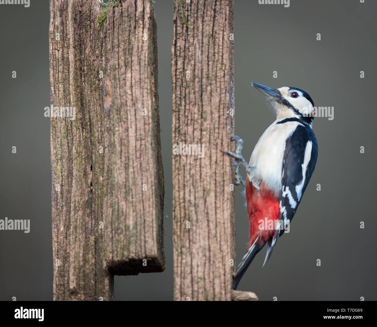 Great spotted woodpecker perched on an old fence post Stock Photo