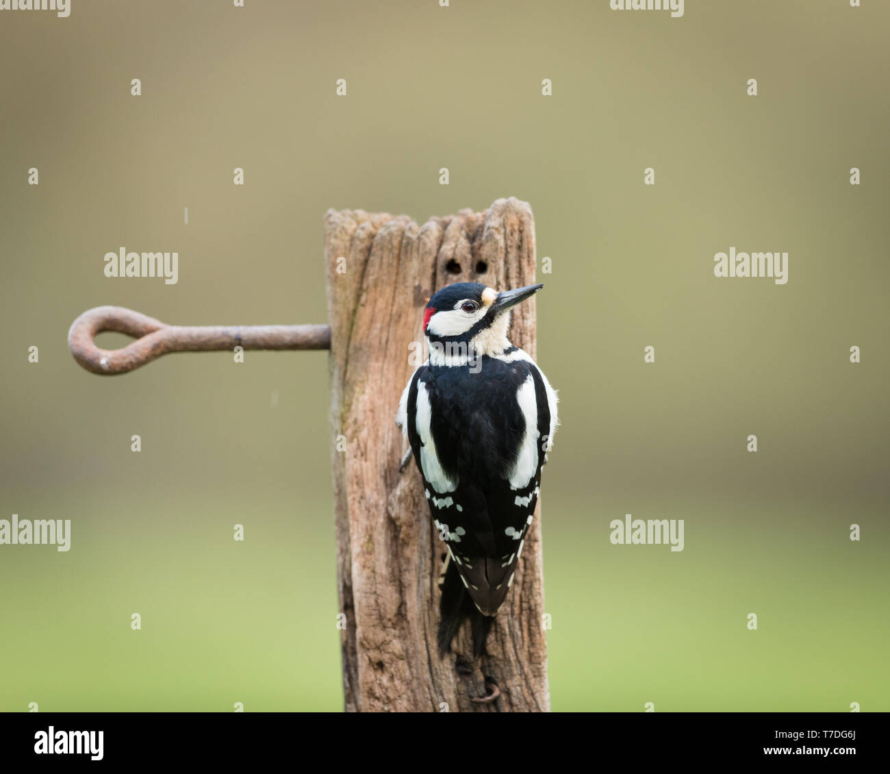 Great spotted woodpecker on an old wooden post Stock Photo
