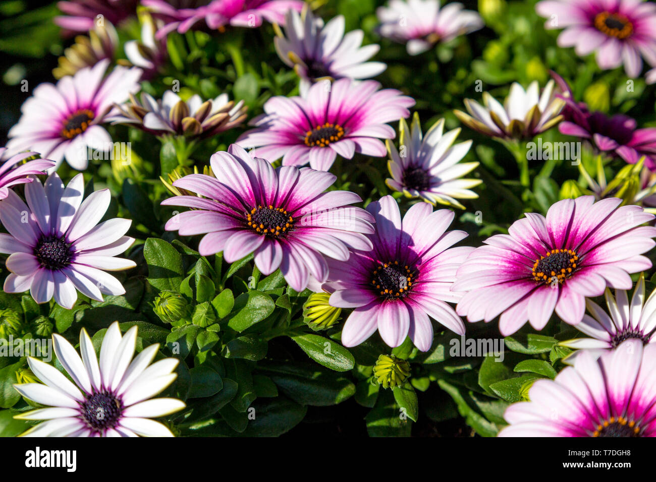 Osteospermum, purple pink daisy flowers Stock Photo