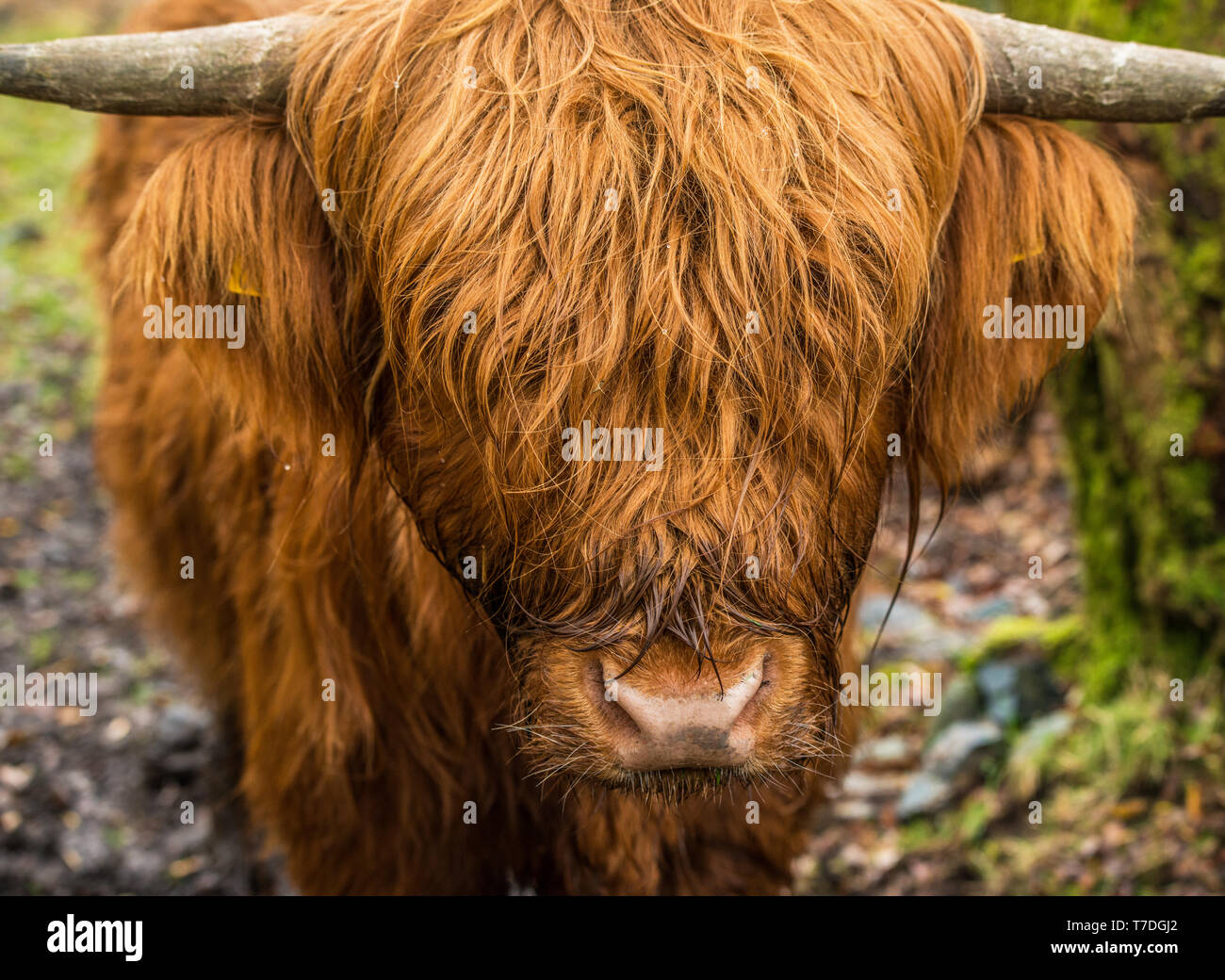Highland Cow head on and close up. Stock Photo