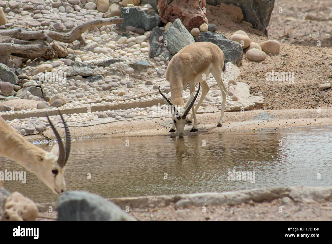 Sand gazelles gazella subgutturosa marica hi-res stock photography and ...