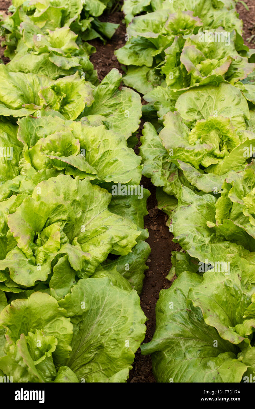 Lettuce in organic farming, orchard, orchard. Stock Photo