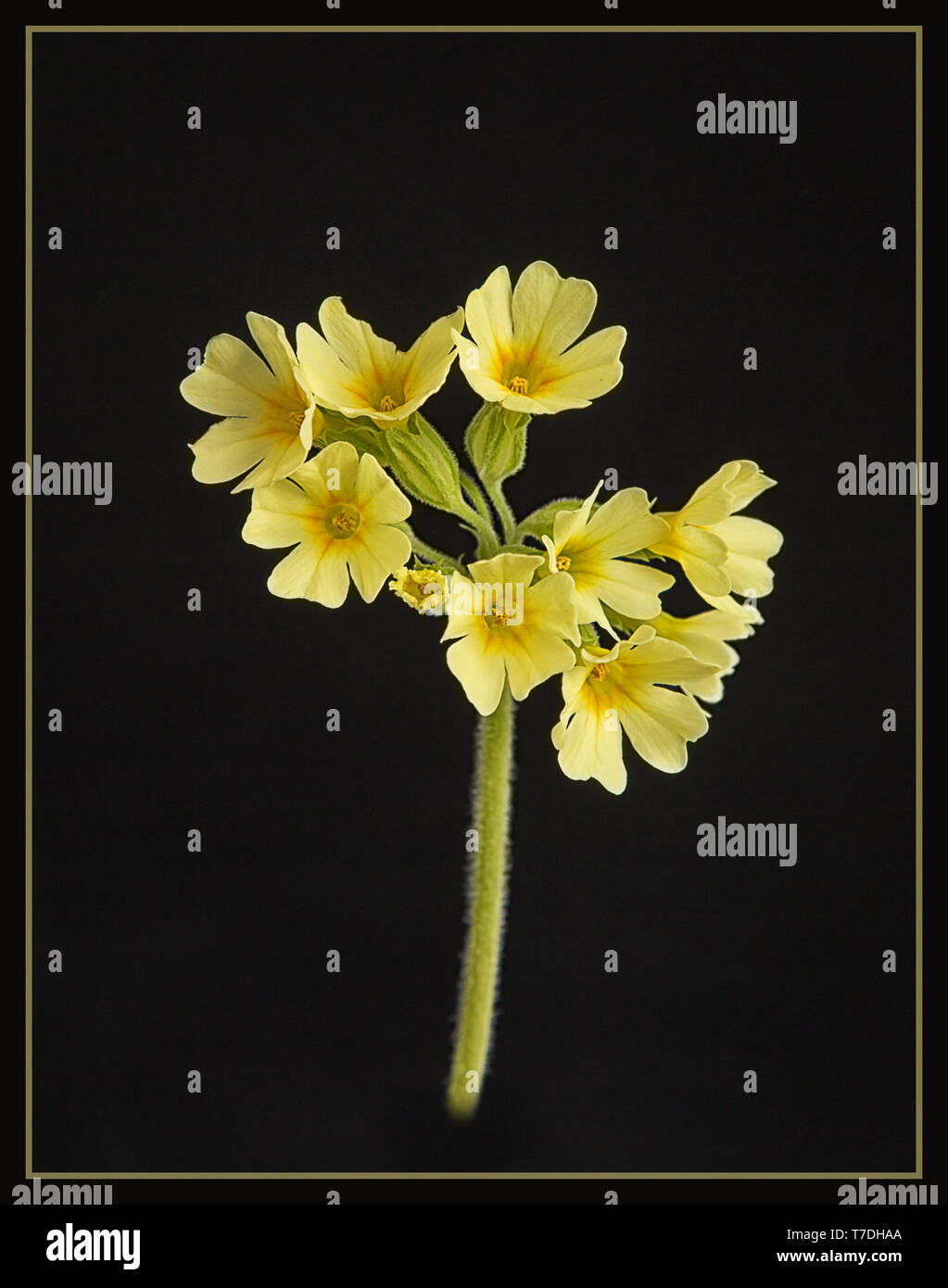 Cowslip flowers set against a black background. Stock Photo