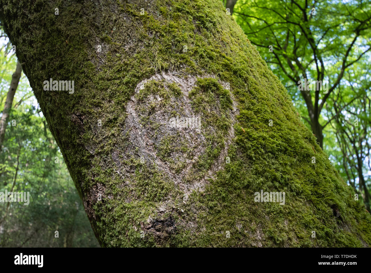 Heart carved into an old beech tree at the Devil's Punchbowl, Surrey, UK Stock Photo