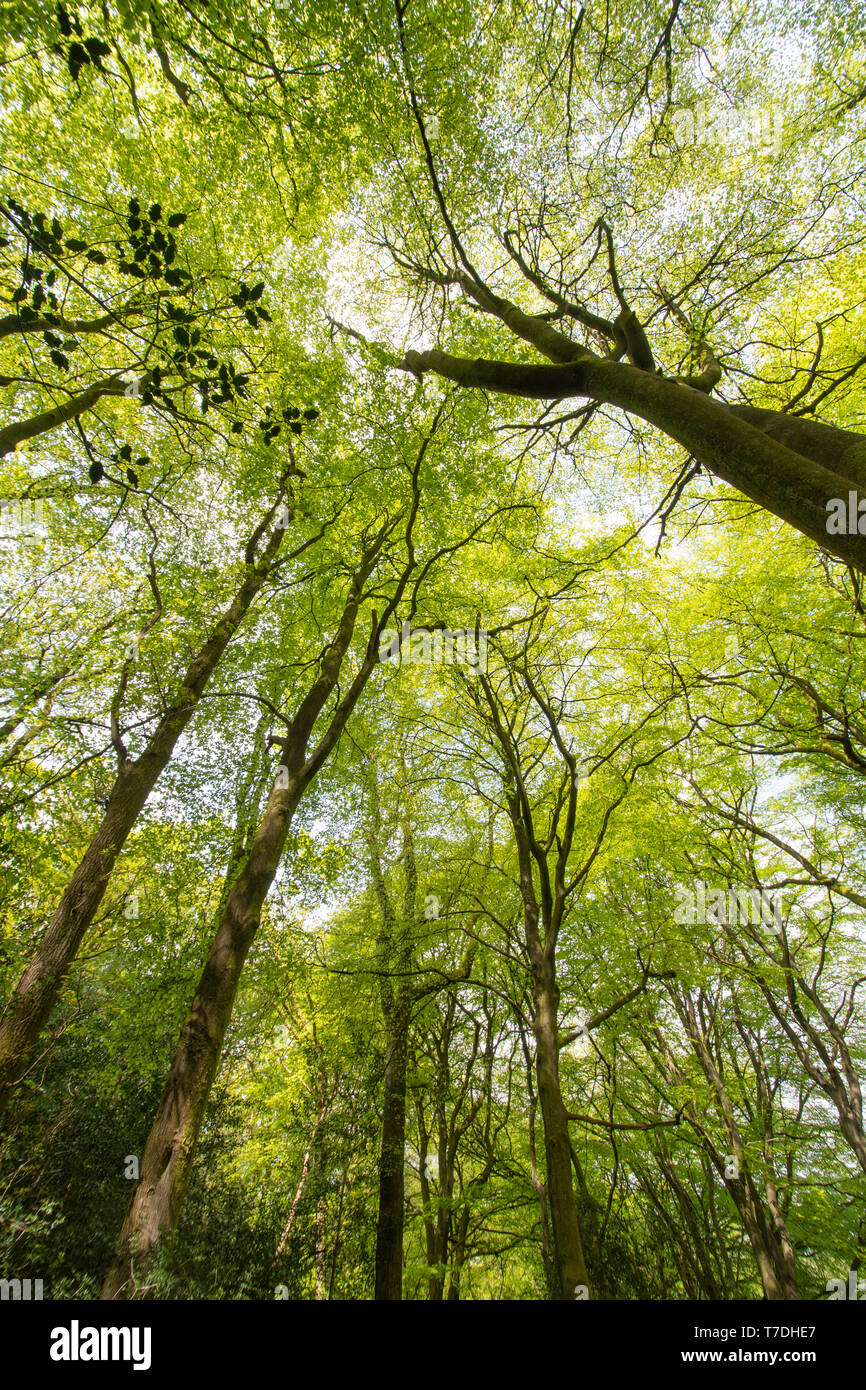 Canopy woodland hi-res stock photography and images - Alamy