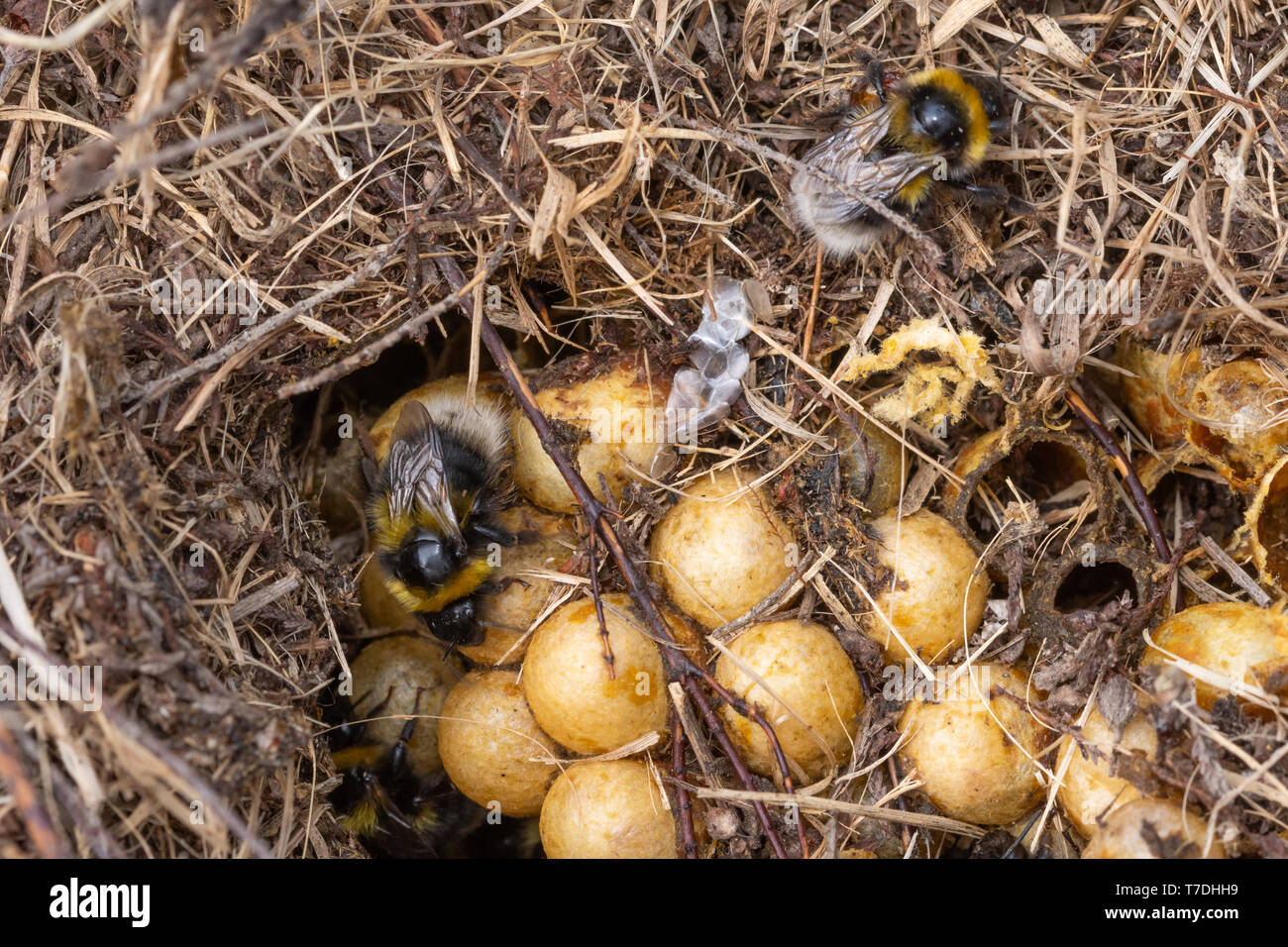 Bumblebee nest hires stock photography and images Alamy