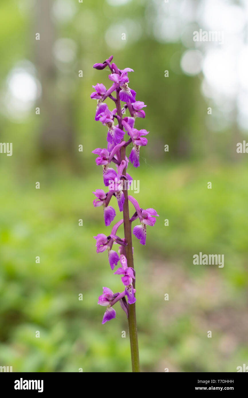 Early purple orchid (Orchis mascula) flower in ancient woodland, Hook, UK Stock Photo