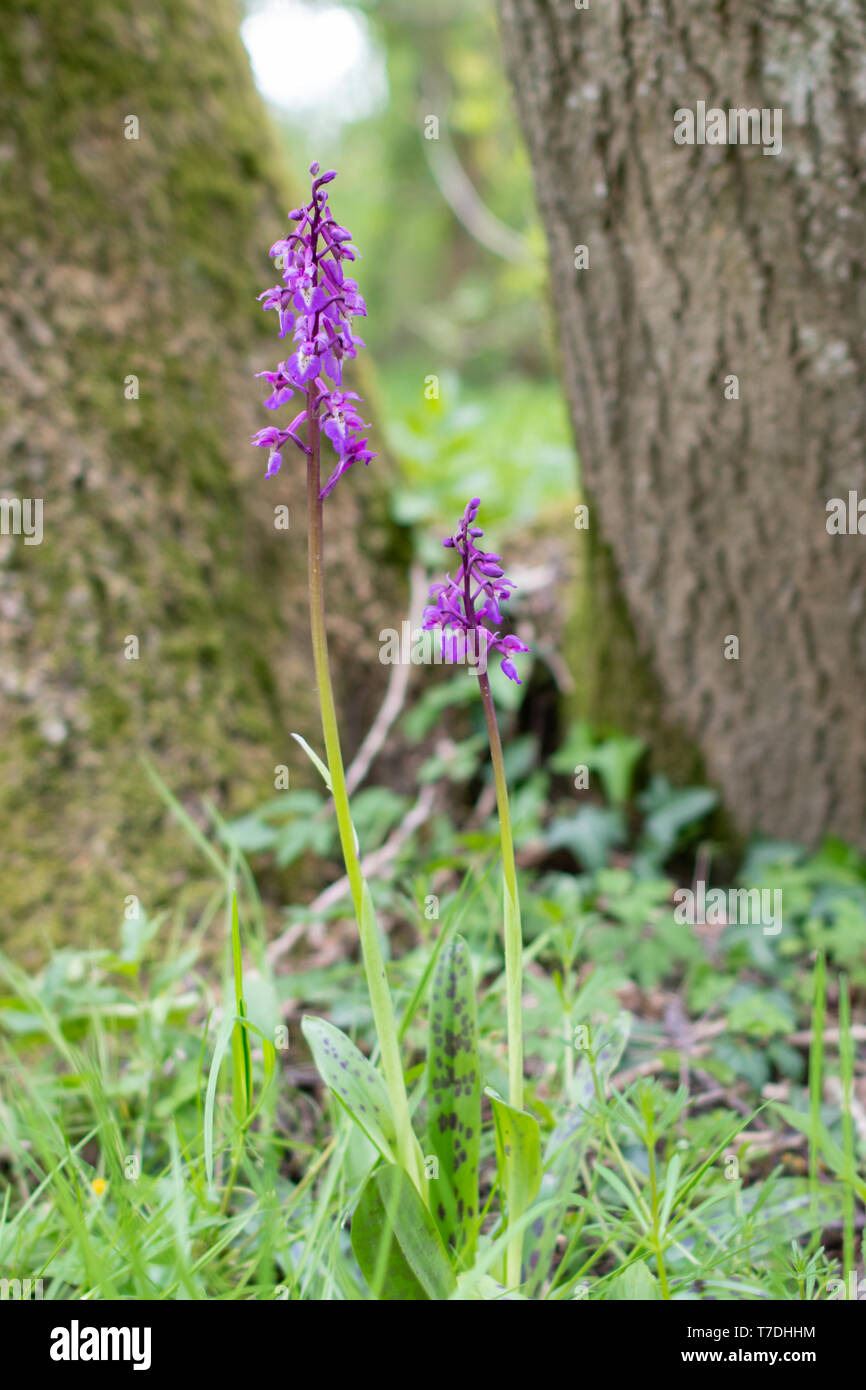 Early purple orchids (Orchis mascula) flowering in ancient woodland, Hook, UK Stock Photo