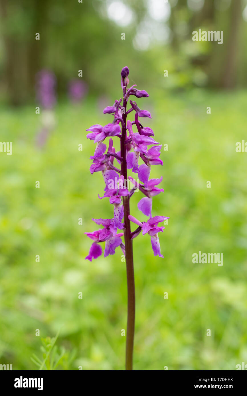 Early purple orchid (Orchis mascula) flower in ancient woodland, Hook, UK Stock Photo