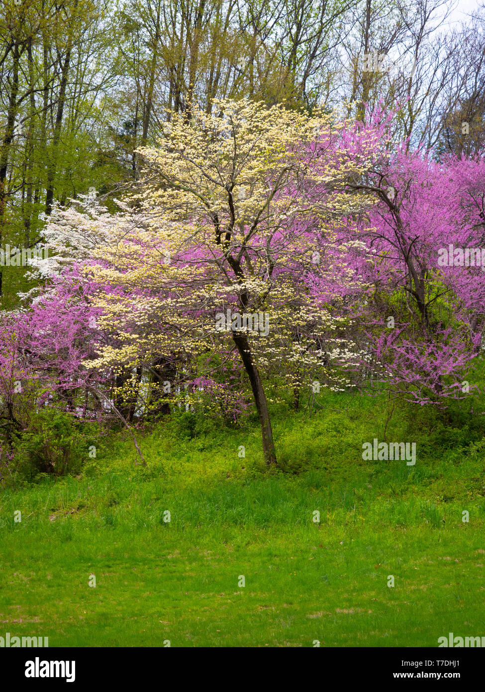 Trees in Bloom Stock Photo Alamy