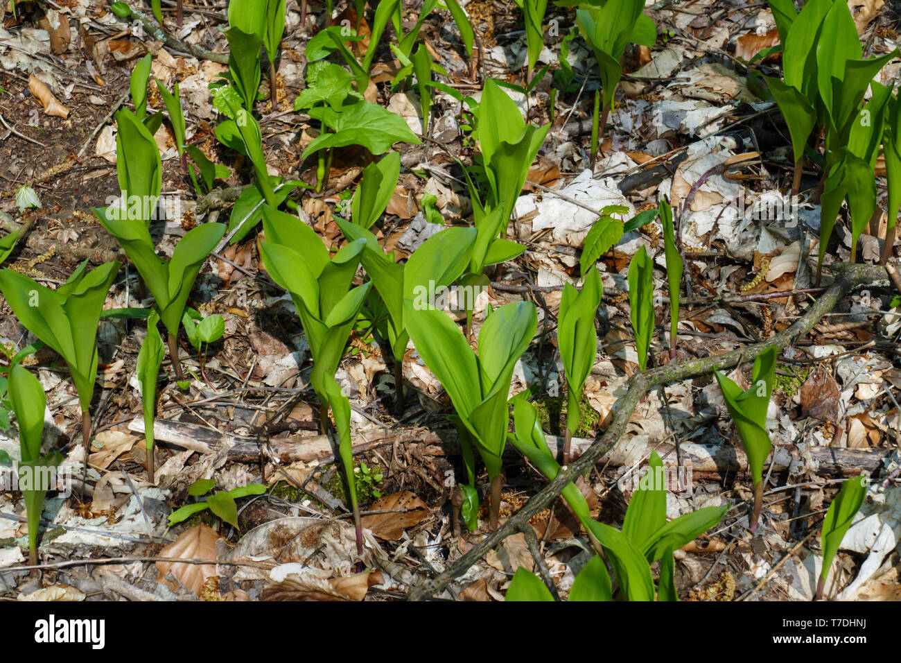 Maiglöckchen im Frühjahr , auf dem Laub bedeckten Waldboden Stock Photo