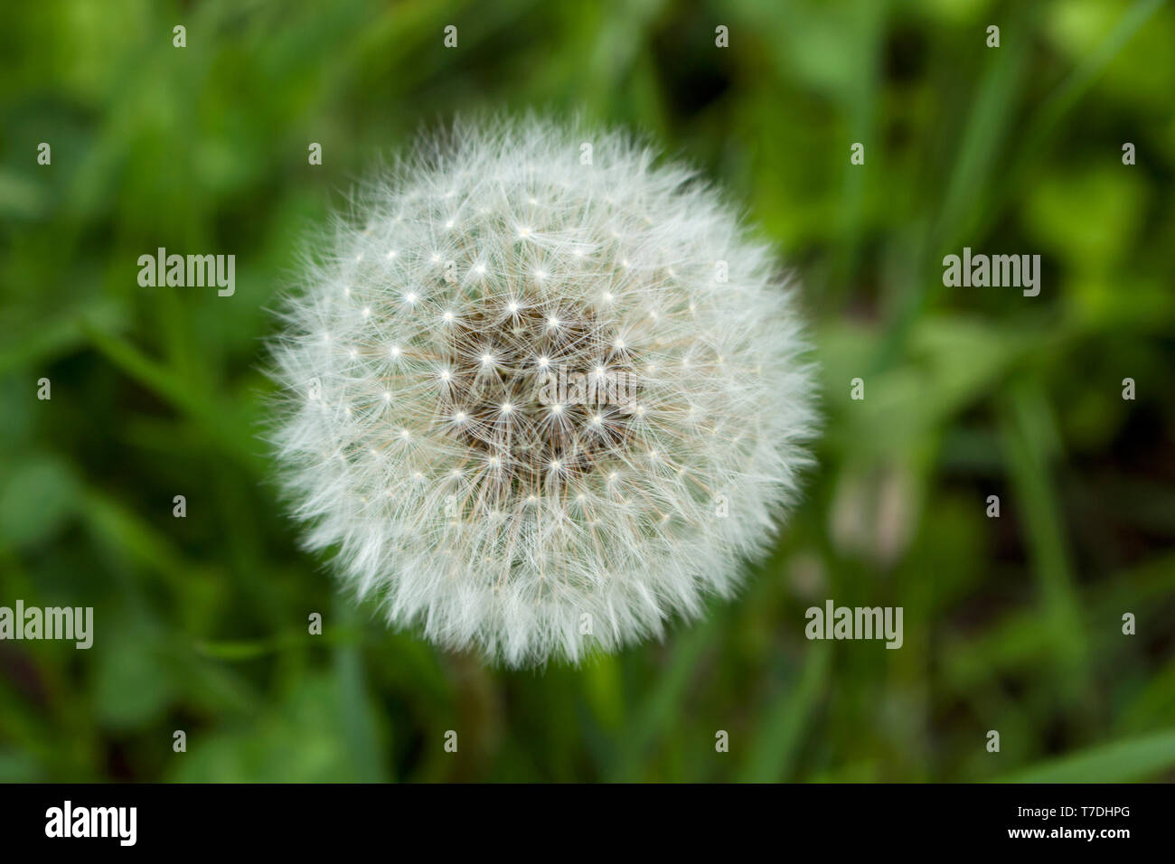 Dandelion seeds. Blossom time. Green grass. Spring flowers in wild nature. Stock Photo