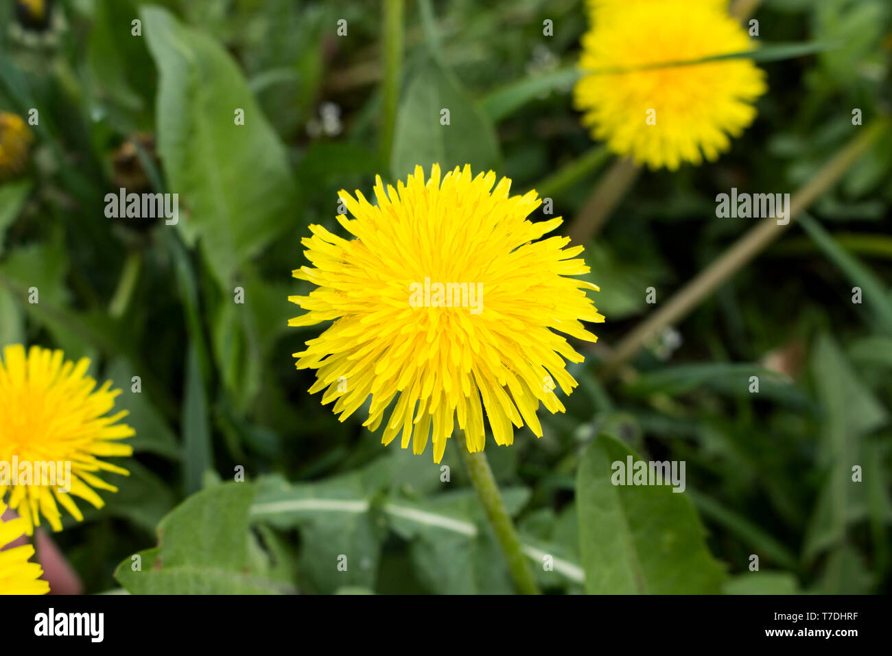 Dandelions macro. Blossom time. Green grass. Spring flowers in the wild nature. Stock Photo