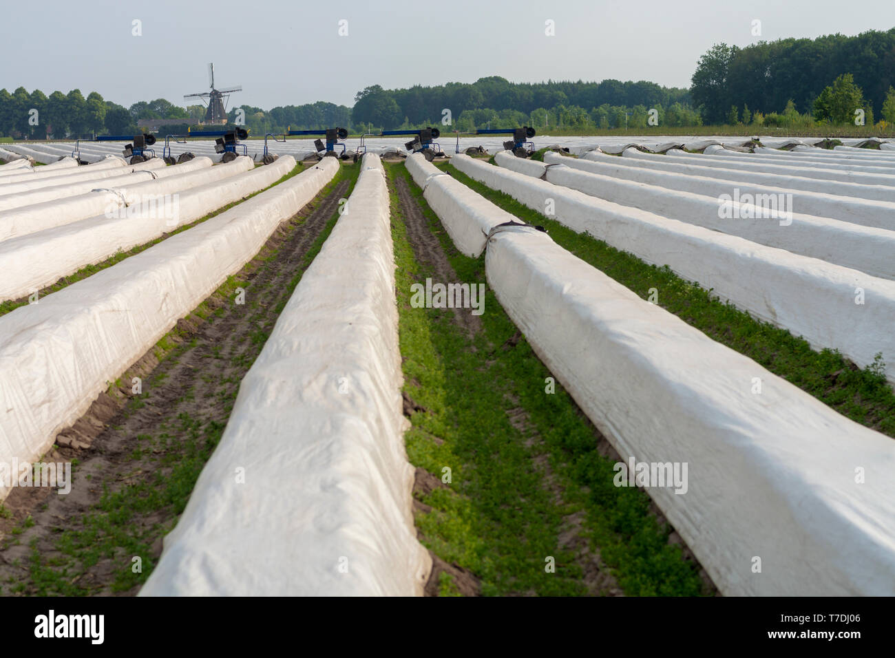 Organic asparagus farm and view on covered rows with white asparagus plants  growing underground Stock Photo - Alamy