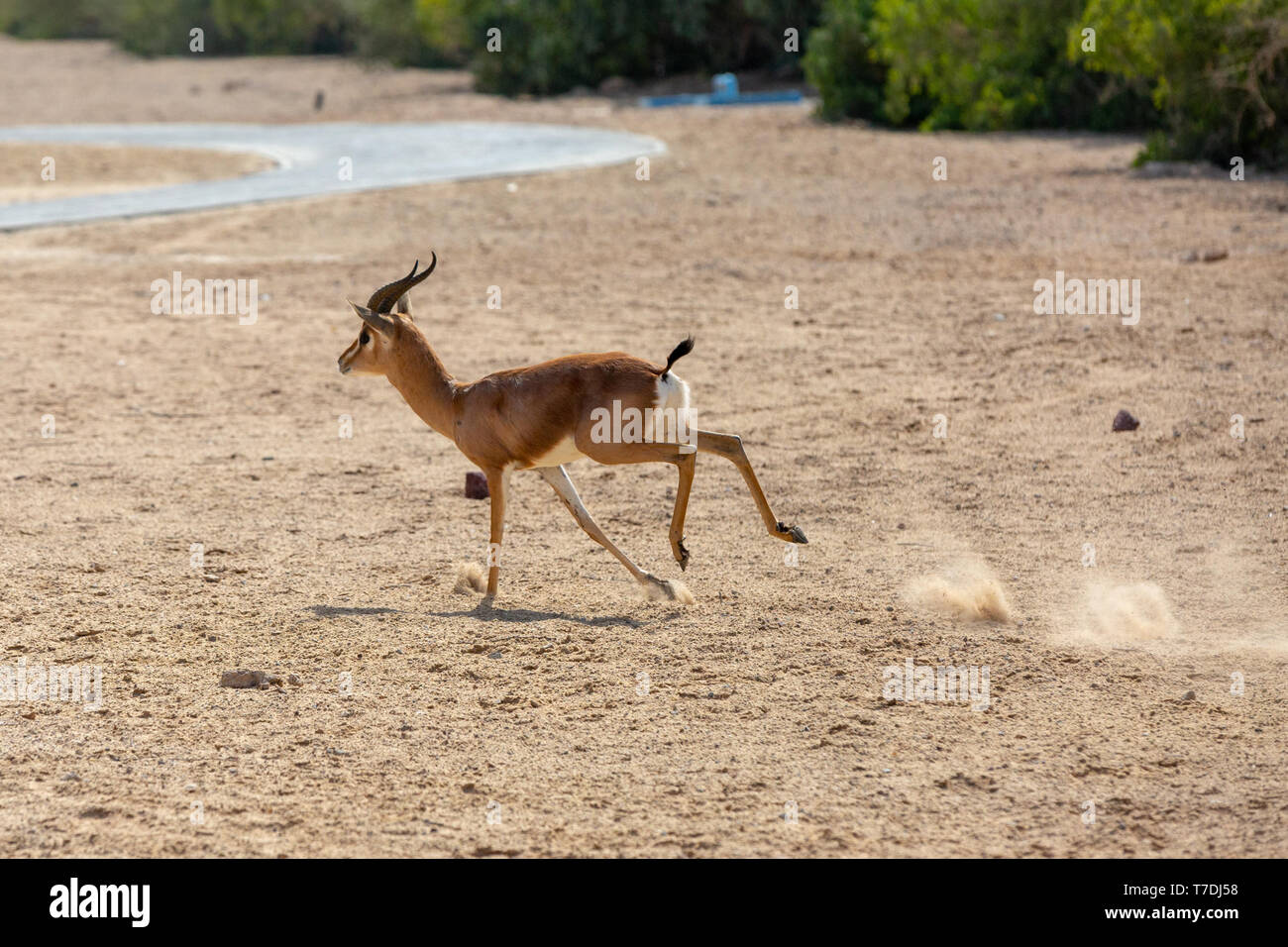 Arabian Sand Gazelle Running At Al Sahel Hotel Stock Photo Alamy
