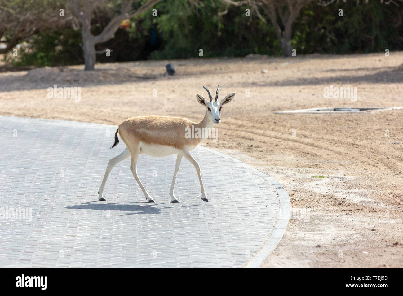 Gazella subgutturosa uae hi-res stock photography and images - Alamy