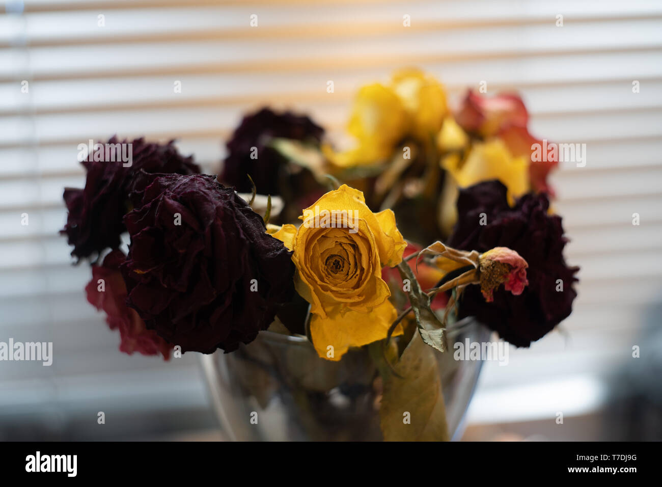 Dead roses in a vase Stock Photo Alamy